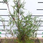  Tuja západná (Thuja occidentalis) ´OHLENDORFII´ - výška 60-80 cm, kont. C5L